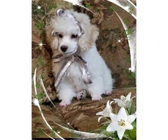 2 beautiful female toy poodle puppies for sale - 3