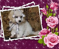 2 beautiful female toy poodle puppies for sale - 4