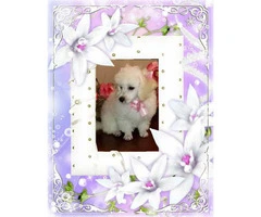 2 beautiful female toy poodle puppies for sale - 6