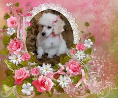 2 beautiful female toy poodle puppies for sale - 8