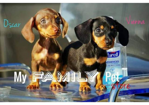 10 weeks old Miniature Dachshund puppies