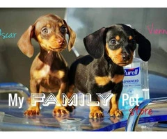 10 weeks old Miniature Dachshund puppies - 1