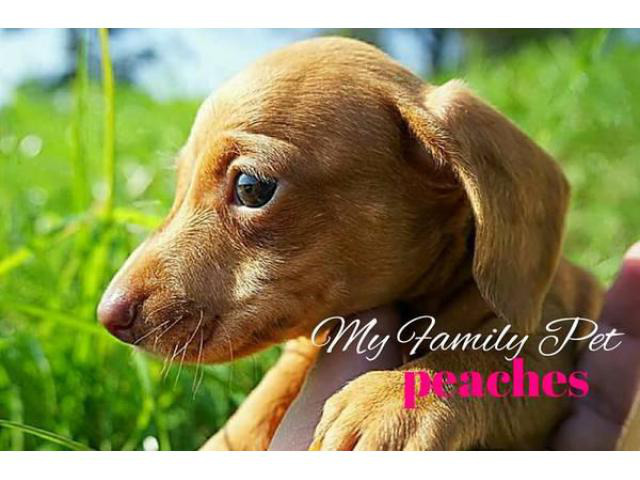 51 Best Pictures Dachshund Puppies Houston Texas / lovely Black and Tan AKC Mini Dachshund puppies in Houston ...