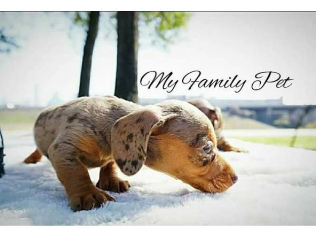 10 weeks old Miniature Dachshund puppies in Houston, Texas - Puppies