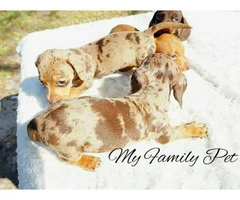 10 weeks old Miniature Dachshund puppies - 5