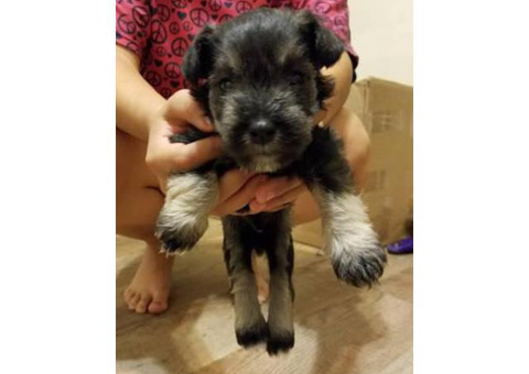 Schnauzer puppy for adoption only 1 left