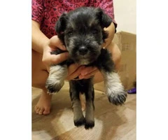 Schnauzer puppy for adoption only 1 left