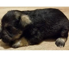 Schnauzer puppy for adoption only 1 left - 2