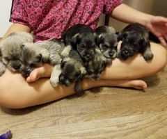 Schnauzer puppy for adoption only 1 left - 3