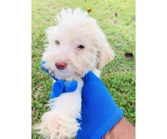 Male Labradoodle puppy for sale