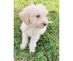 Male Labradoodle puppy for sale - 3