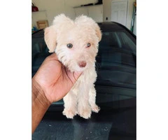 Male Labradoodle puppy for sale - 4