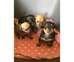 Four females Chihuahuas available