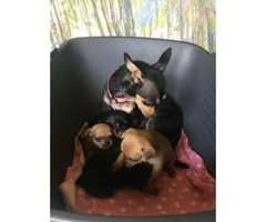 Four females Chihuahuas available - 2