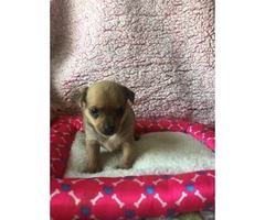 Four females Chihuahuas available - 3