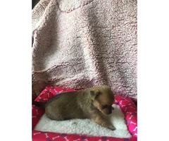 Four females Chihuahuas available - 4