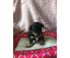 Four females Chihuahuas available - 5