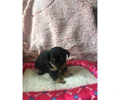 Four females Chihuahuas available - 6