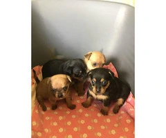 Four females Chihuahuas available - 7