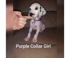 Dalmatian puppies 2 Females 4 Males available