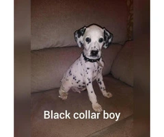 Dalmatian puppies 2 Females 4 Males available - 2
