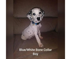Dalmatian puppies 2 Females 4 Males available - 3