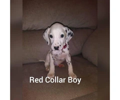 Dalmatian puppies 2 Females 4 Males available - 4