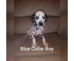 Dalmatian puppies 2 Females 4 Males available - 5