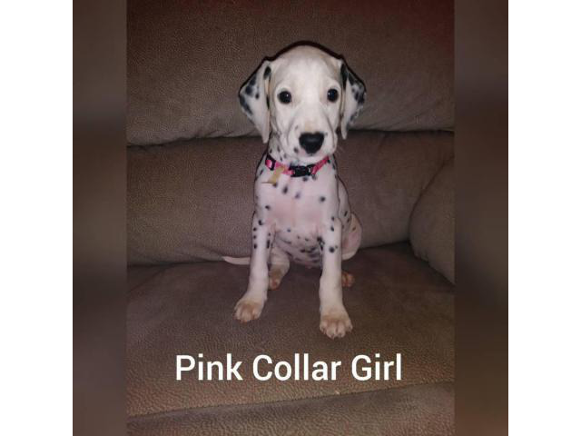 Dalmatian puppies 2 Females 4 Males available in Palmetto ...