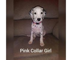 Dalmatian puppies 2 Females 4 Males available - 6