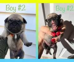 3 purebred pug puppies available for sale - 1