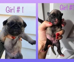 3 purebred pug puppies available for sale - 2
