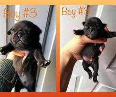 3 purebred pug puppies available for sale - 3