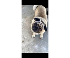 3 purebred pug puppies available for sale - 4