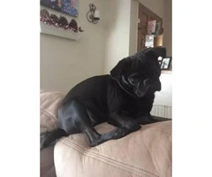 3 purebred pug puppies available for sale - 5