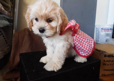 3 Yorkshire Terrier X Poodle ( Yorkipoo) Puppies