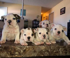 AKC registered English Bulldog puppies for sale - 2