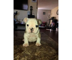 AKC registered English Bulldog puppies for sale - 3