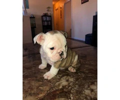 AKC registered English Bulldog puppies for sale - 5