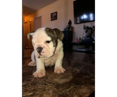 AKC registered English Bulldog puppies for sale - 6