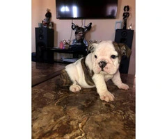 AKC registered English Bulldog puppies for sale - 7