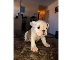 AKC registered English Bulldog puppies for sale - 8