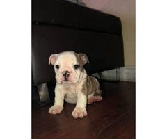 AKC registered English Bulldog puppies for sale - 9