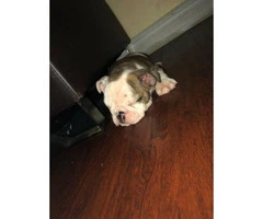 AKC registered English Bulldog puppies for sale - 10