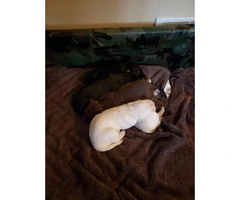 AKC Lab Puppies for Adoption - 3