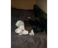 AKC Lab Puppies for Adoption - 4