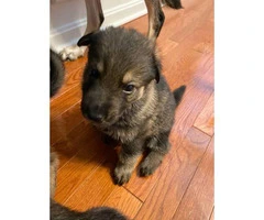 Five AKC registered German Shepherds available - 1