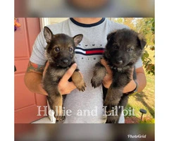 Five AKC registered German Shepherds available - 4