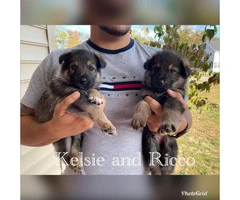 Five AKC registered German Shepherds available - 6