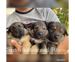 Five AKC registered German Shepherds available - 7